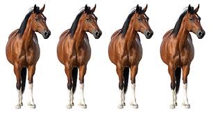 Cloned Horses